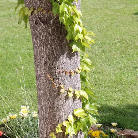 בית הארחה Triple Krk 3231a